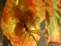 蜻蜓、鲜花琥珀 研制成功 （大图实验室2014）